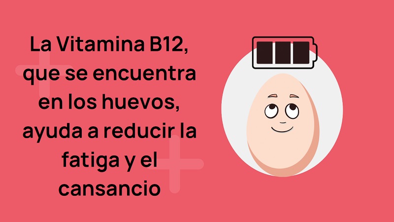 El #huevo tiene alto contenido de #VitaminaB12 (2 #huevos aportan el 84% de las necesidades diarias). La vitamina B12 solo está en alimentos de origen animal. Contribuye al buen funcionamiento del sistema nervioso #WorldHealthDay #HealthForAll #DiaMundialDeLaSalud #SaludParaTodos