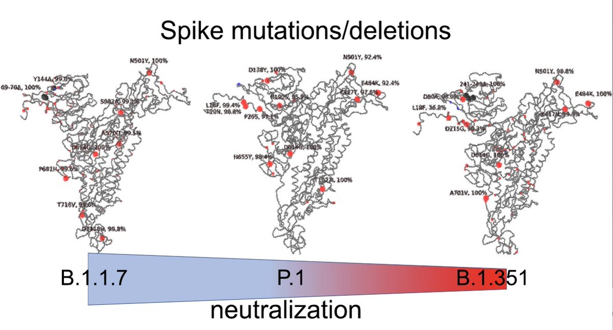 Multiple reports with this overall ranking of neutralization, relative immune evasion Here are a few: http://www.cell.com/cell/retrieve/pii/S0092867421004281?_returnURL=https%3A%2F%2Flinkinghub.elsevier.com%2Fretrieve%2Fpii%2FS0092867421004281%3Fshowall%3Dtrue http://www.cell.com/cell/retrieve/pii/S0092867421002981?_returnURL=https%3A%2F%2Flinkinghub.elsevier.com%2Fretrieve%2Fpii%2FS0092867421002981%3Fshowall%3Dtrue https://science.sciencemag.org/content/371/6534/1103/tab-article-info