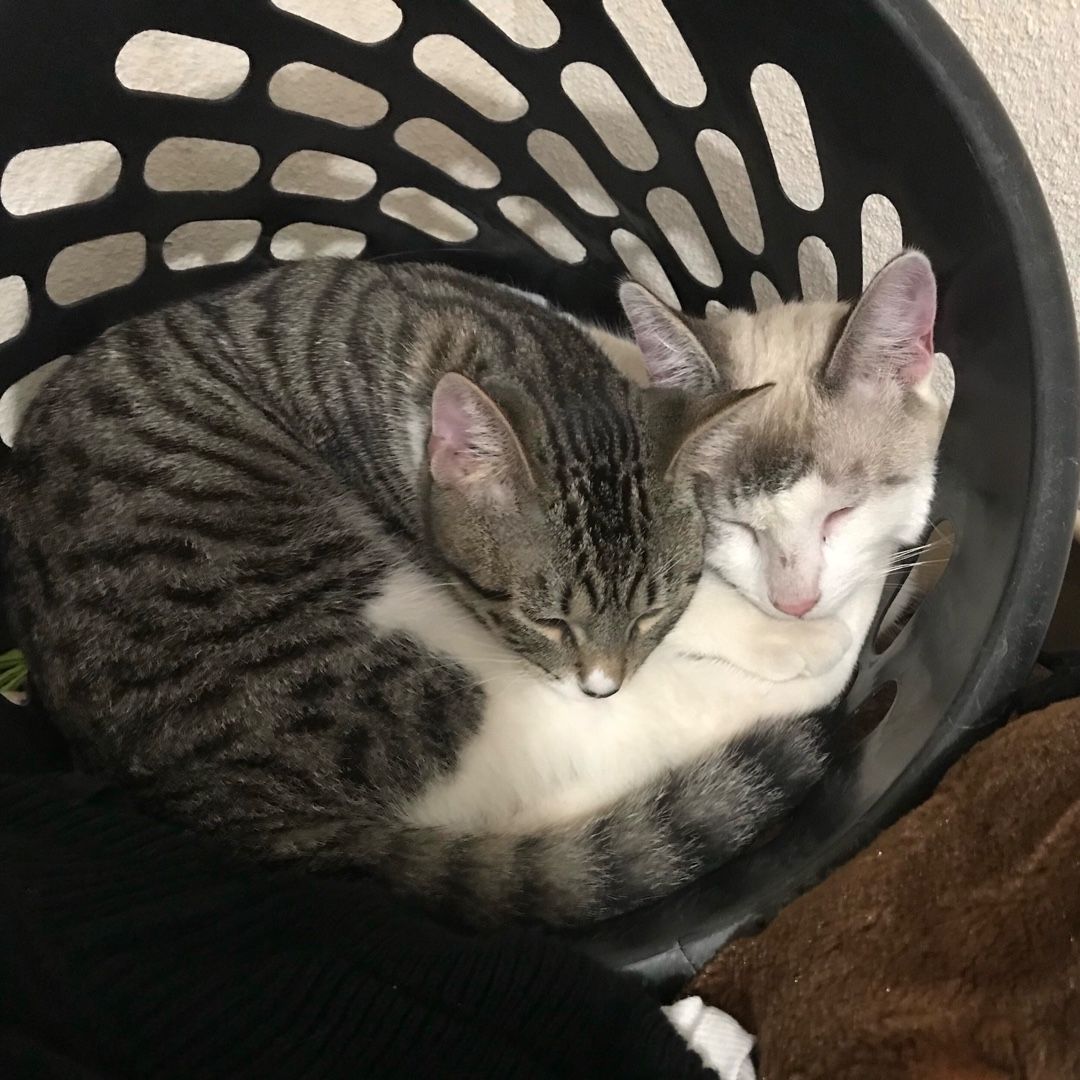 sandyanez18's tweet photo. #CatLove https://t.co/6KsSes2gt6 https://t.co/spOUk4oino