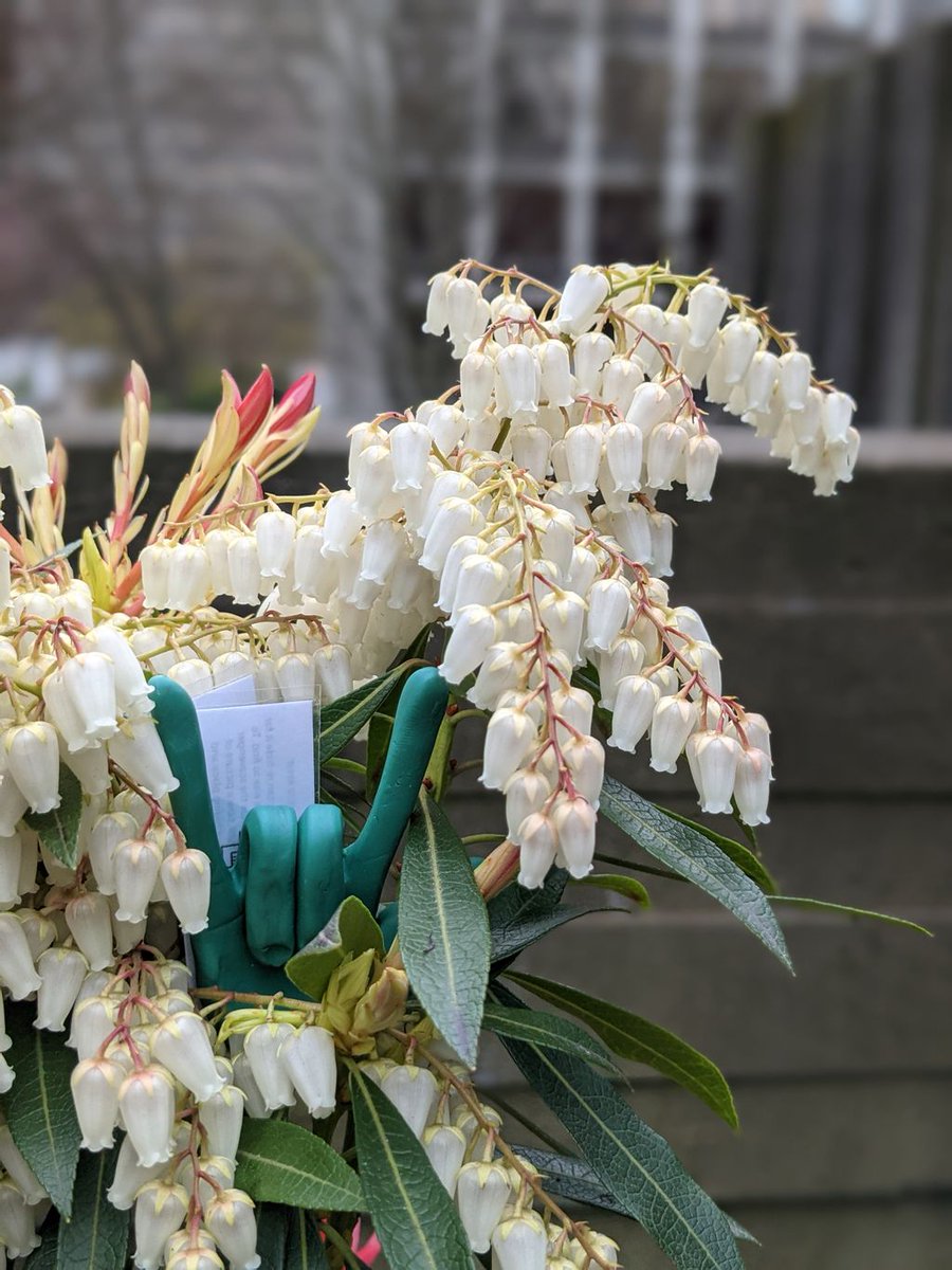 This plant, Japanese pieris, is native to Japanese mountain thickets. It seems appropriate that this shrub is tucked in the 'mountians' surrounding Canyon Fountain. #lovefreewaypark