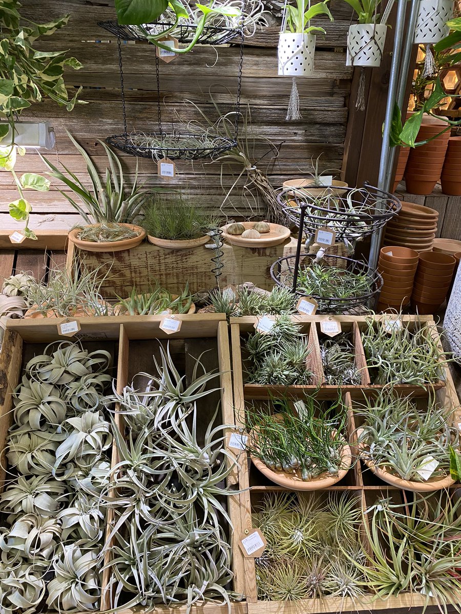 MossTimber's tweet photo. New air plants! https://t.co/9S2vpQLsiH