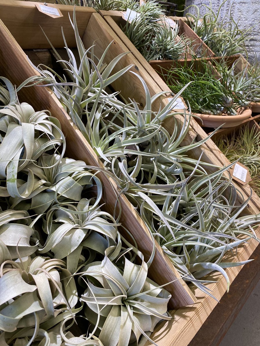 MossTimber's tweet photo. New air plants! https://t.co/9S2vpQLsiH