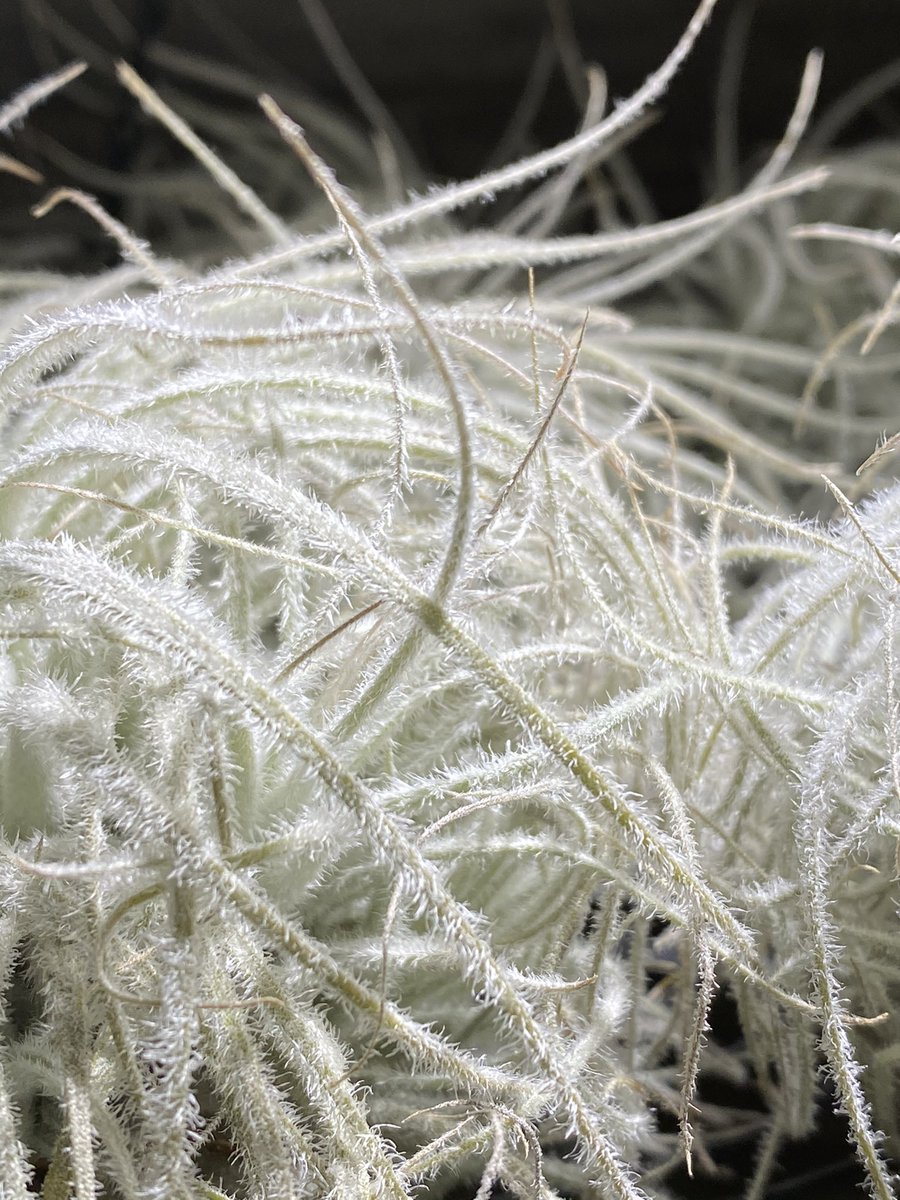MossTimber's tweet photo. New air plants! https://t.co/9S2vpQLsiH