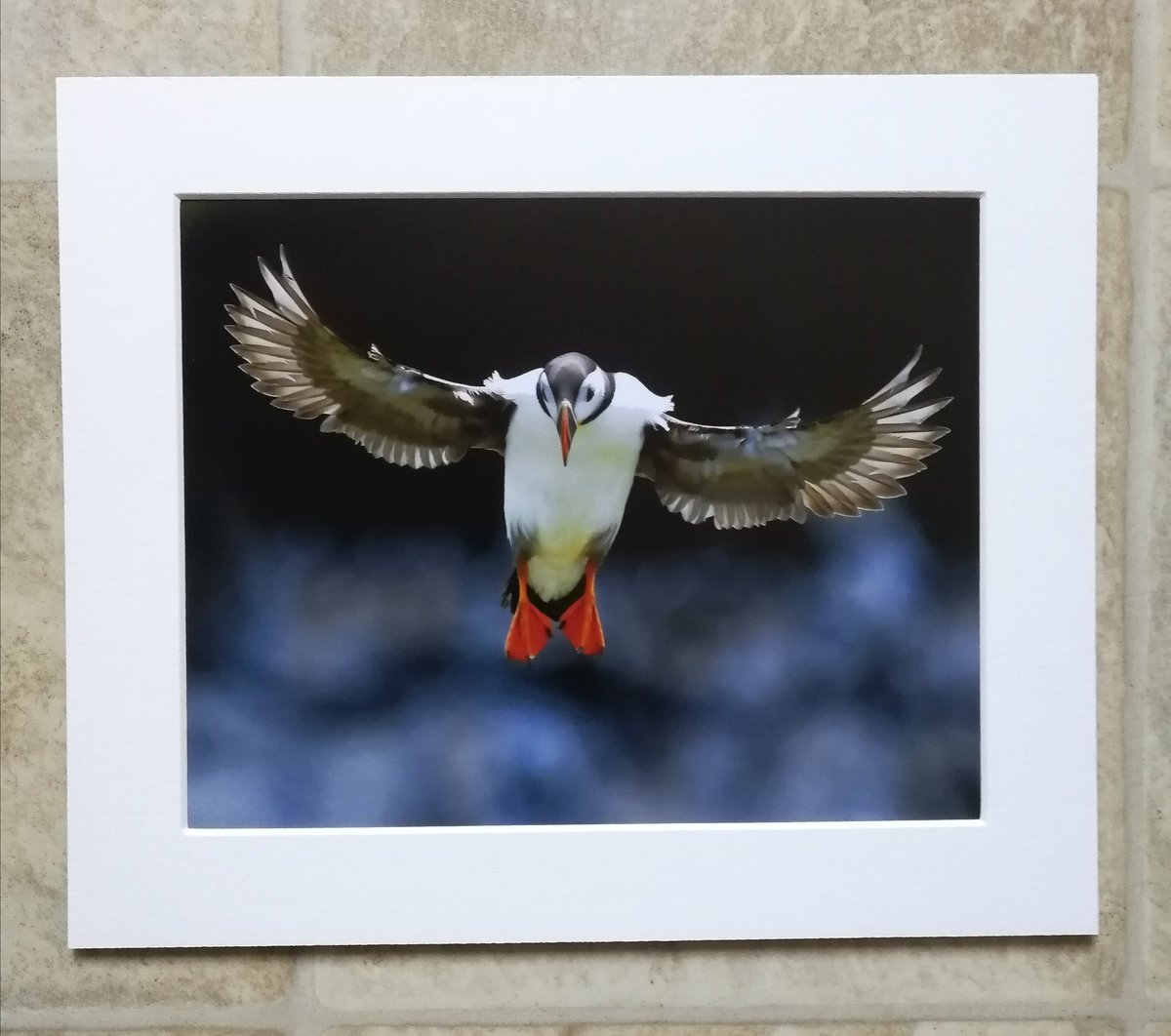 'Angel Puffin' - 10x8 mounted print. You can buy it here; https://www.carlbovis.com/product-page/angel-puffin-10x8-mounted-print 