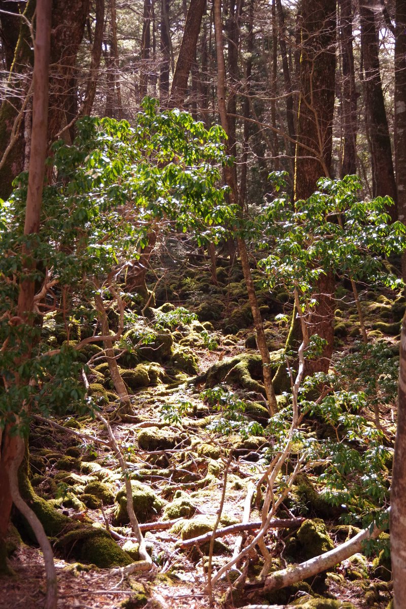 富士の樹海 Twitter Search