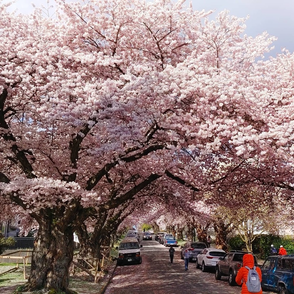 HIS_Canada's tweet photo. Gravely x Lillooet and Windermere
人気の桜の名所だけあって、平日の朝なのに、花見に来ている人が多かったですよ。
#カナダの桜 #桜 #満開の桜 #桜並木 #カナダ旅行 #カナダ生活 #バンクーバーの桜 #春 #花
#photooftheday #spring #cherryblossom #flowers #pink #vcbf https://t.co/lQM5TUNe0g