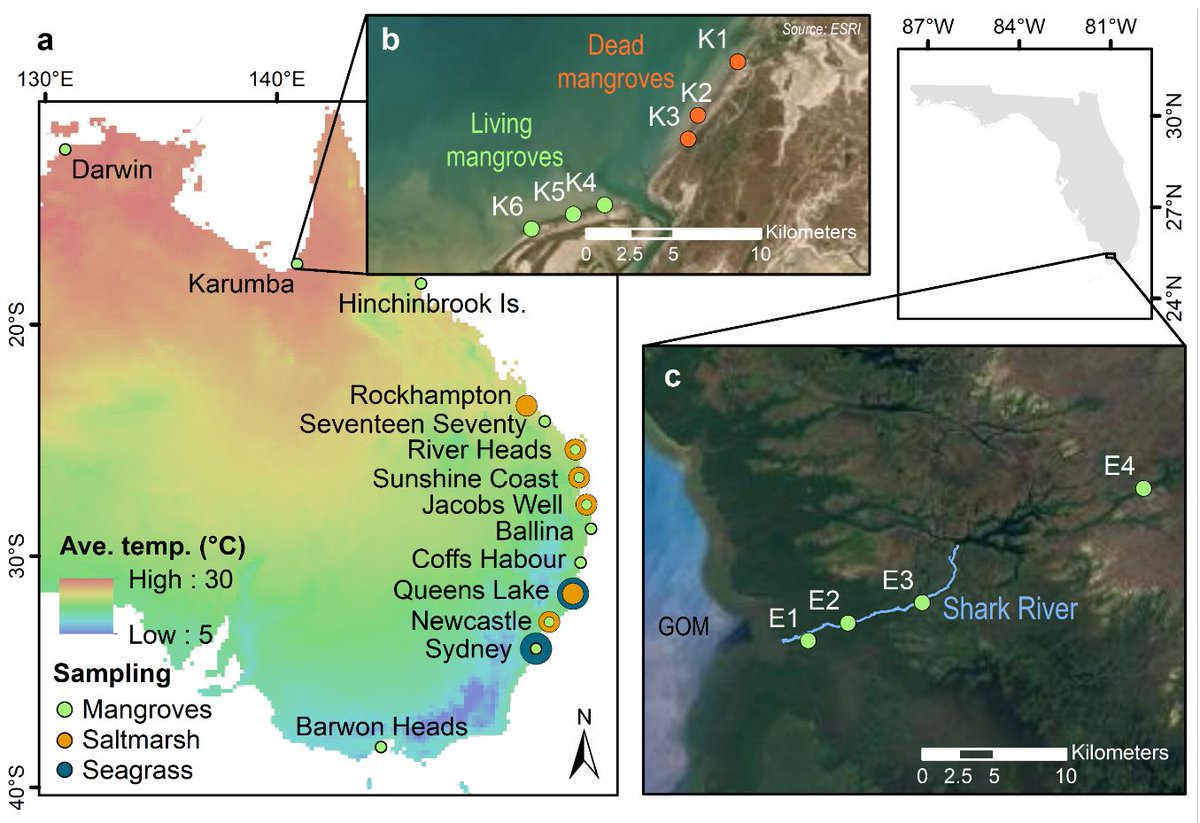 GReithmaier's tweet image. Our paper &quot;Alkalinity Production Coupled to Pyrite Formation Represents an Unaccounted Blue Carbon Sink&quot; is now published in GBC. dx.doi.org/10.1029/2020GB…