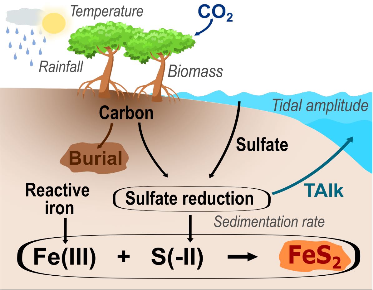 GReithmaier's tweet image. Our paper &quot;Alkalinity Production Coupled to Pyrite Formation Represents an Unaccounted Blue Carbon Sink&quot; is now published in GBC. dx.doi.org/10.1029/2020GB…