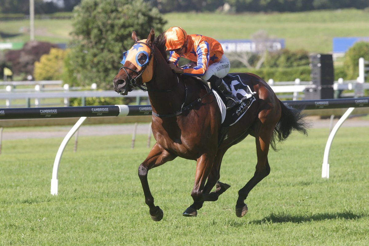 KarakaChat's tweet photo. With NZB’s #SouthIslandSale of yearlings now live to view on Gavelhouse Plus, a pair of graduates, #ShadowsCast (NZ) and #MarkusAurelius (NZ), have provided a timely illustration of the quality product that routinely comes out of this value Sale.⚡️❄️
📰: https://t.co/F1jTqdt5yq https://t.co/ueIH9u1TIj