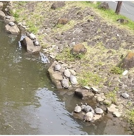 kamekic75754278's tweet image. 亀の数を数えていたら、突然ガンガンと頭痛。即帰宅し通電。相当花粉が飛んでるようだ。#花粉症 #tDCS #BrainRefresher 因みに１３匹かな?