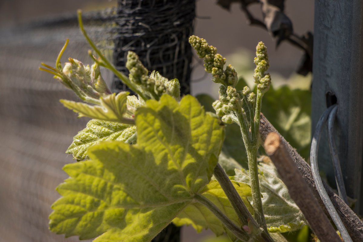 La primavera ha llegado al viñedo 🌱y con ella el nacimiento de la vid 🥂, a esta etapa se le conoce como Brotación  #VíveloEnFinca
