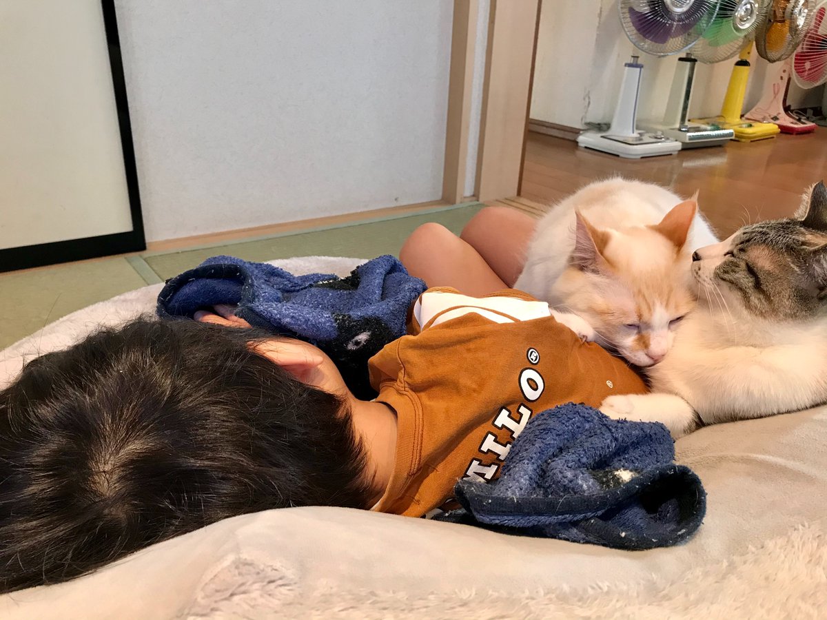 ねこ布団で眠る息子さんが気持ちよさそうで起こせない からの毛づくろいを発端にけんか勃発で去っていく猫さんたち Togetter ねこ布団で眠る息子さんが気持ちよさそうで起こせない からの毛づくろいを発端にけんか勃発で去っていく猫さんたち Togetter