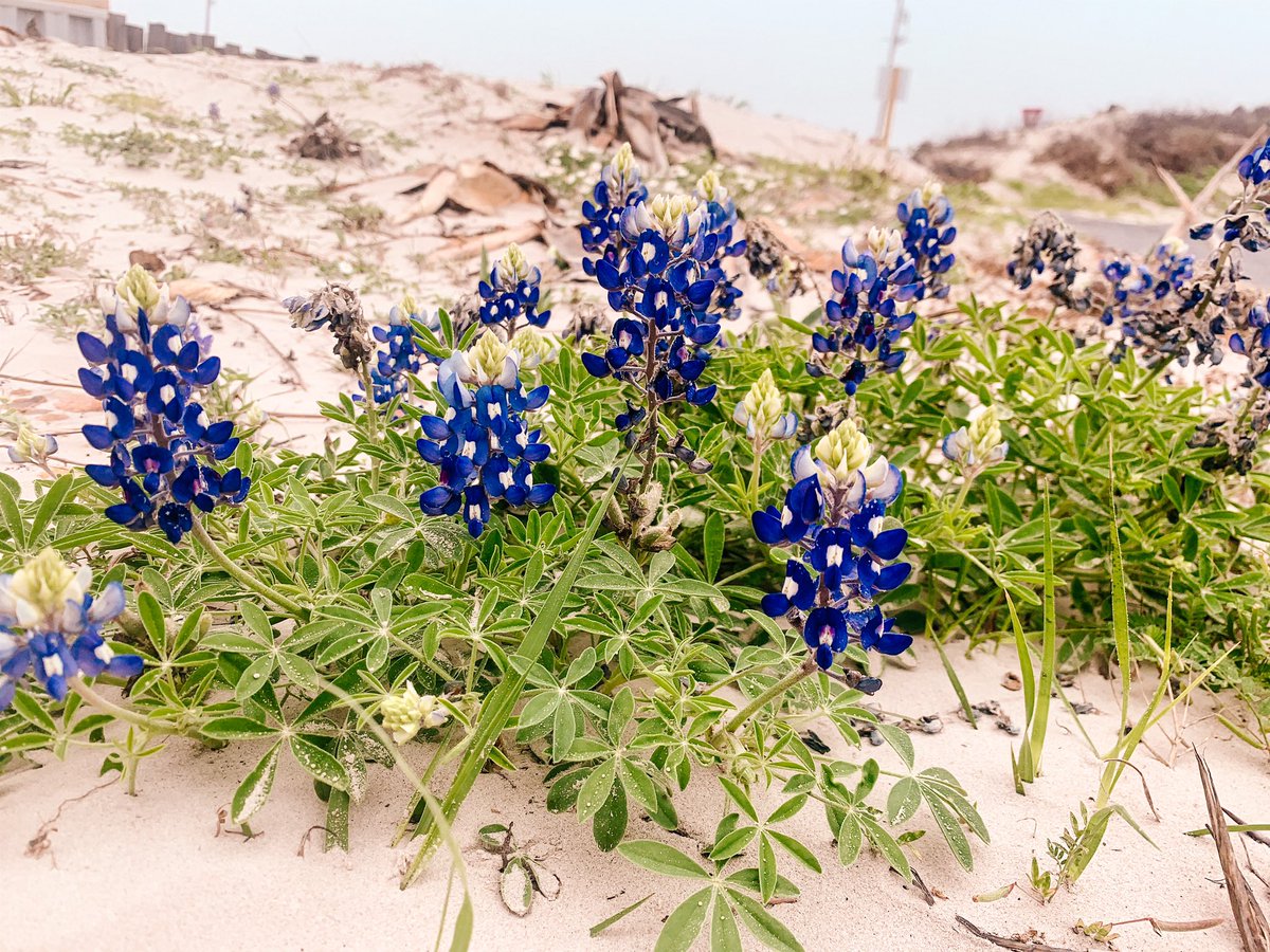Beachbonnets, if you will💙

#bluebonnets #portaransasbeach