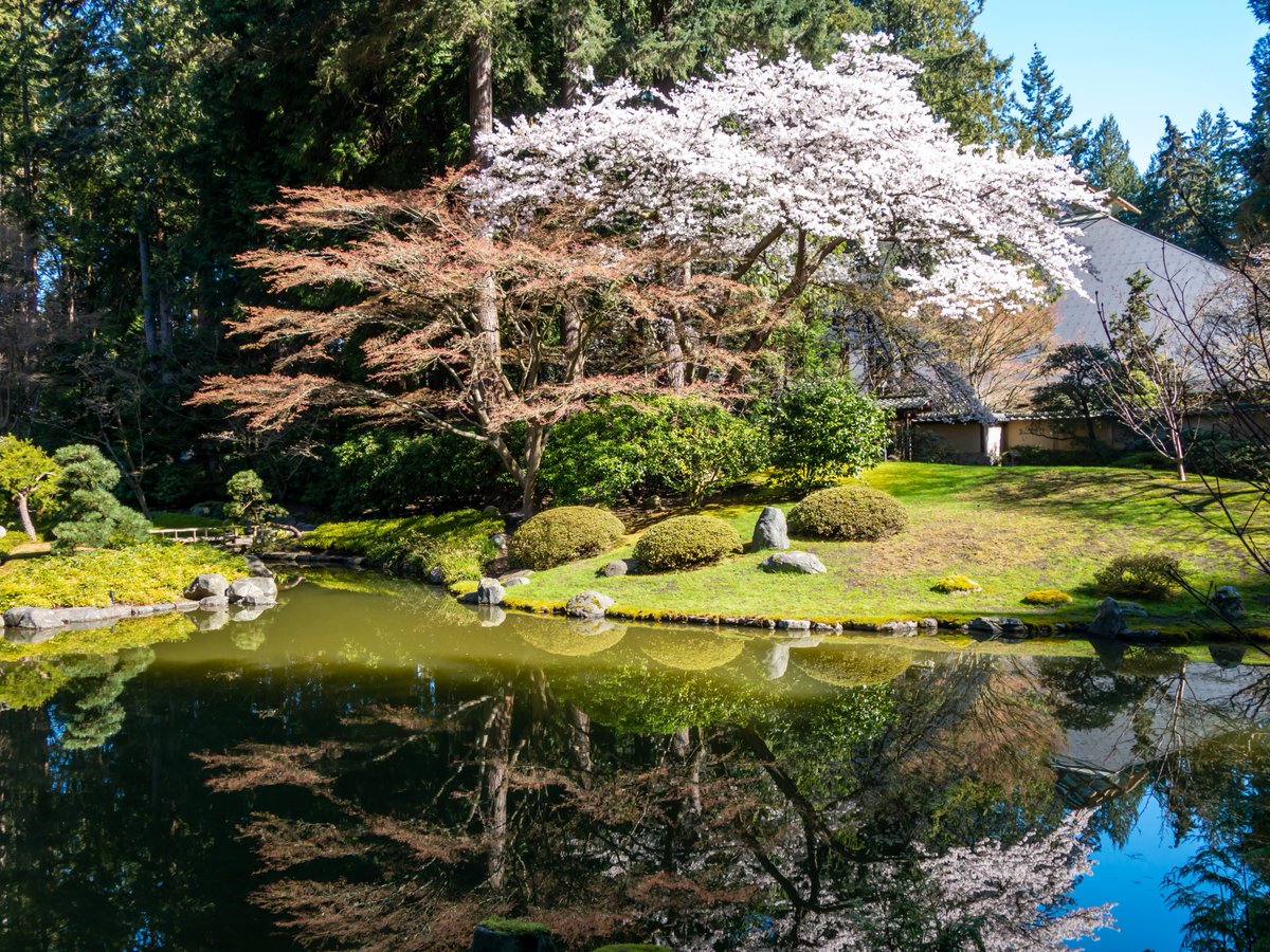 Tranquility can be found at the @NitobeGarden @UBCGarden! #NitobeGarden #NitobeMemorialGarden #gardensBC #UBC #UBCgarden #UBCBotanicalGarden #sakura #VanCherryBlossomfest #VancouverCherryBlossomFestival #Spring #JapaneseGarden #CherryBlossom #VeryVancouver #VancouverIsAwesome
