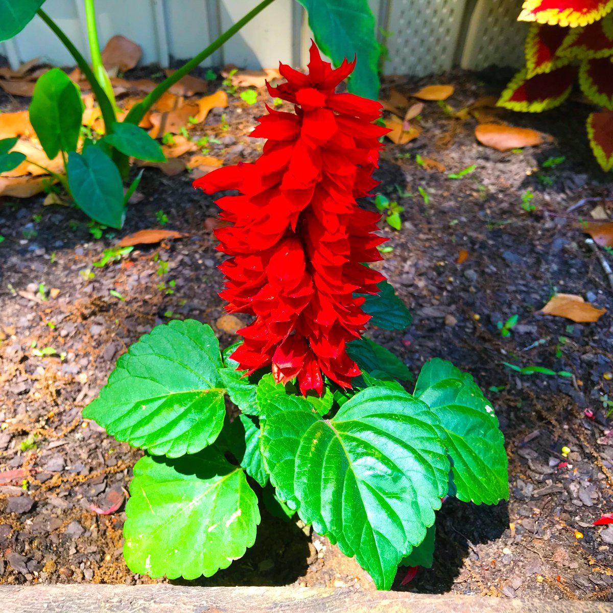 Alion_Unleashed's tweet photo. Growing these blushing beauties added an eye catching attraction to my front yard!!

#Blossoms #FlowersForPollinators #FlowerBeds https://t.co/BC7Zo86LC8