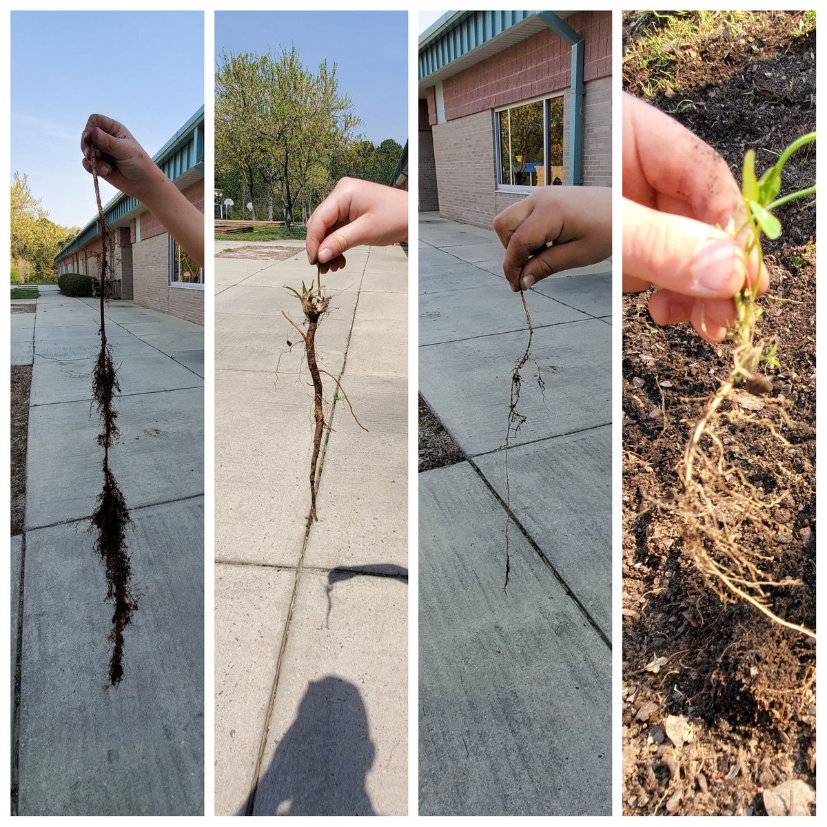 KyleHamstra's tweet photo. "Look what I found!" For the best growing conditions, you have to pull out all the weeds. You have identify them, locate their lowest, reachable point, and pull them out, roots and all. Proper preparation positions for fruition. #ddegardens #sci1L13 #sci3L22 #sci5L22 #ddestem https://t.co/ojIkFq4SE7