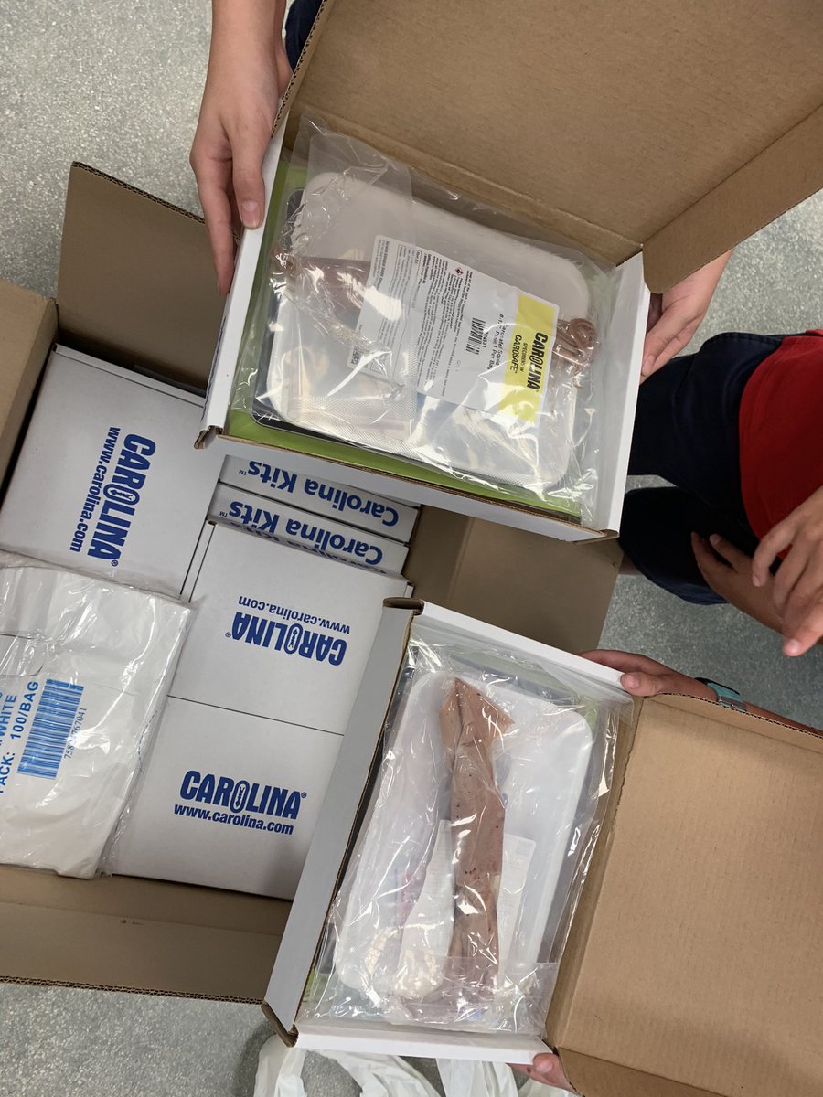 ValeriaTeaches's tweet photo. Excited for our upcoming #squiddissection lab
Thank you @CarolinaBio for the speedy delivery. #elementaryscience #lifescience #generalscience https://t.co/xlxt9LMHsF