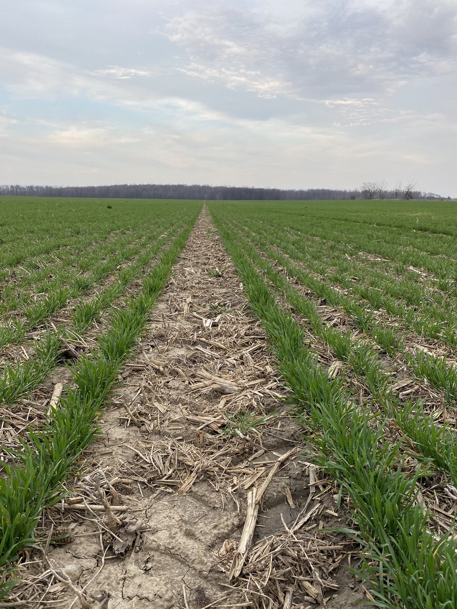 RicksZone's tweet photo. #ontag solid seeded and twin row wheat ... applied nitrogen and sulphur.. #splitapp ... https://t.co/jt2FSnRotb