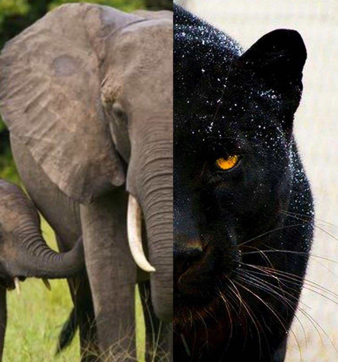Animal_Bracket's tweet photo. There can only be one. Tomorrow is the day. #AnimalMadness https://t.co/YX9xkns9X8