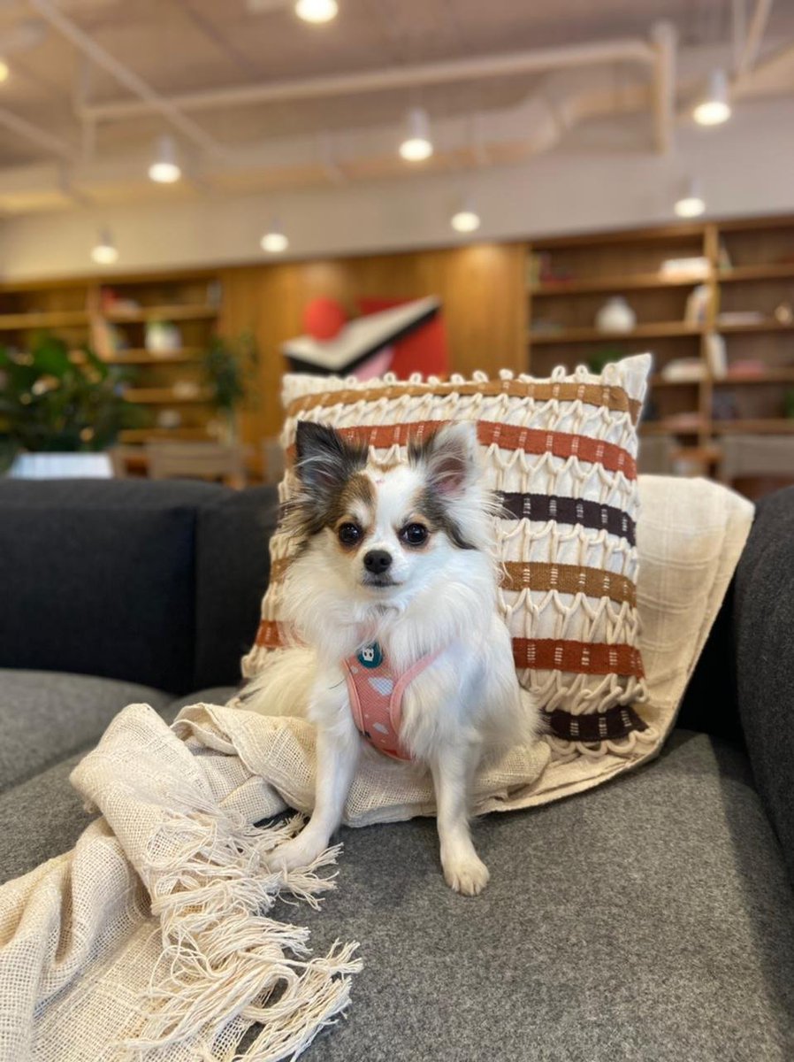 WeWork's tweet photo. Hey, how's it going? ๐ถ #wework #weworkbrasil #dogsofwework ๐ท @lu_pianetti https://t.co/K87N7McCQw