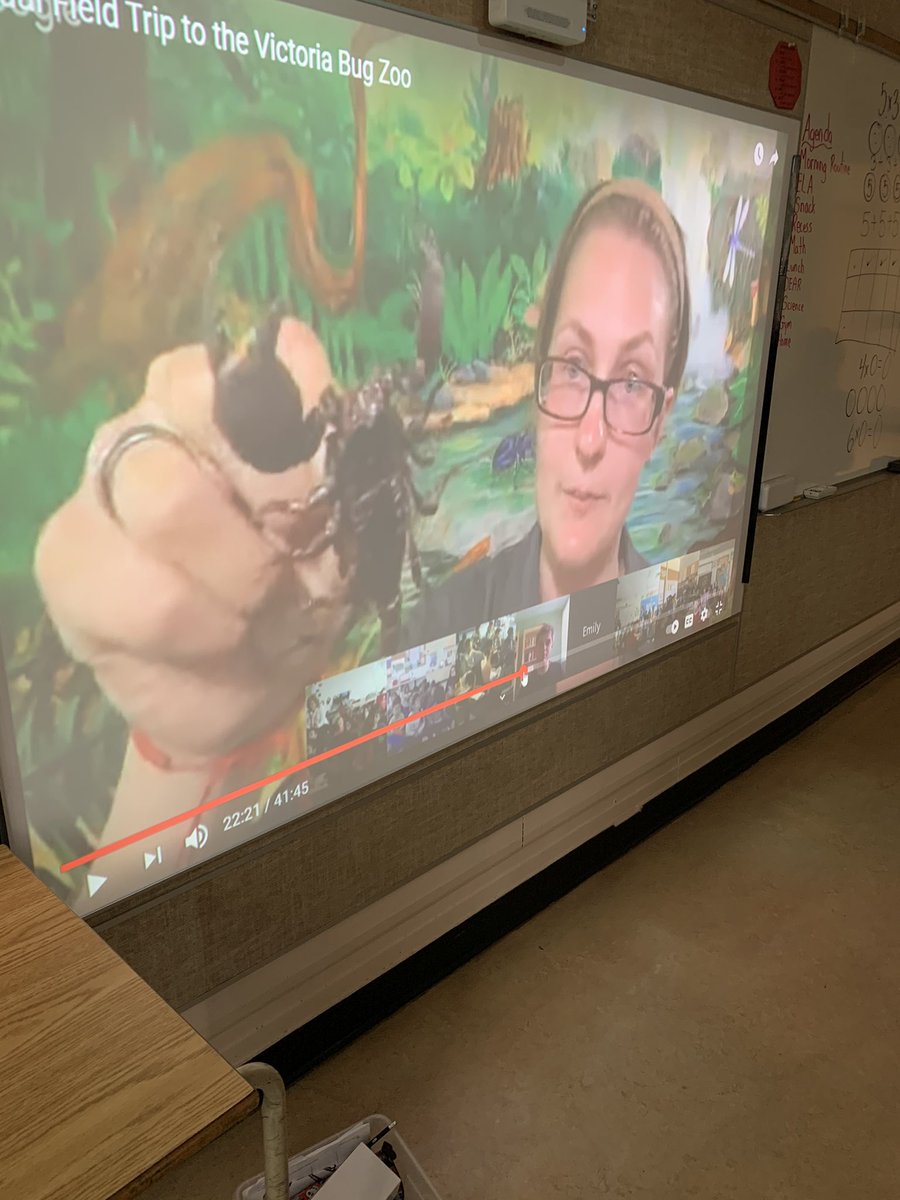 KellyKnbichel's tweet photo. Watching a virtual bug presentation by Victoria Bug Zoo. Then the students represented what they learned. #sd76 https://t.co/RfrE20Np4F