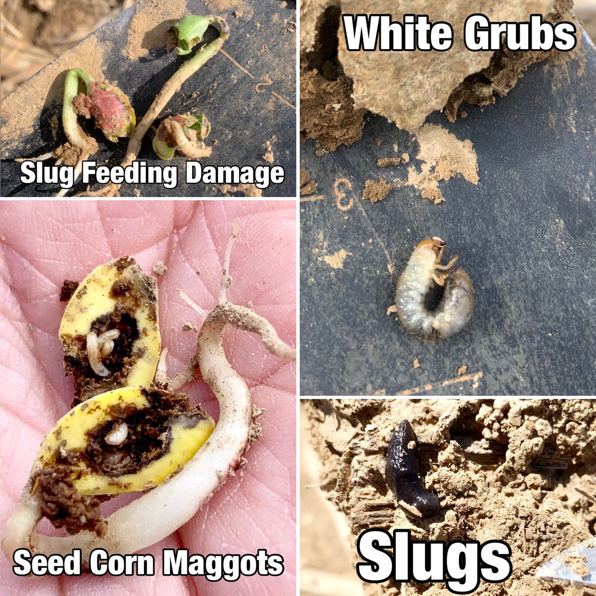 The 📸 product of scouting two different soy fields in Daviess County KY. 1. Conv Tillage= Seed 🌽 Maggots ↘️ stand, 2. No-Till= Slugs &amp; Grubs ↘️ stand. 🔥 soils driving below ground pest activity. Be on the 👀 lookout, adjust pops in 📈residue, &amp; don’t skimp on seed treatment!