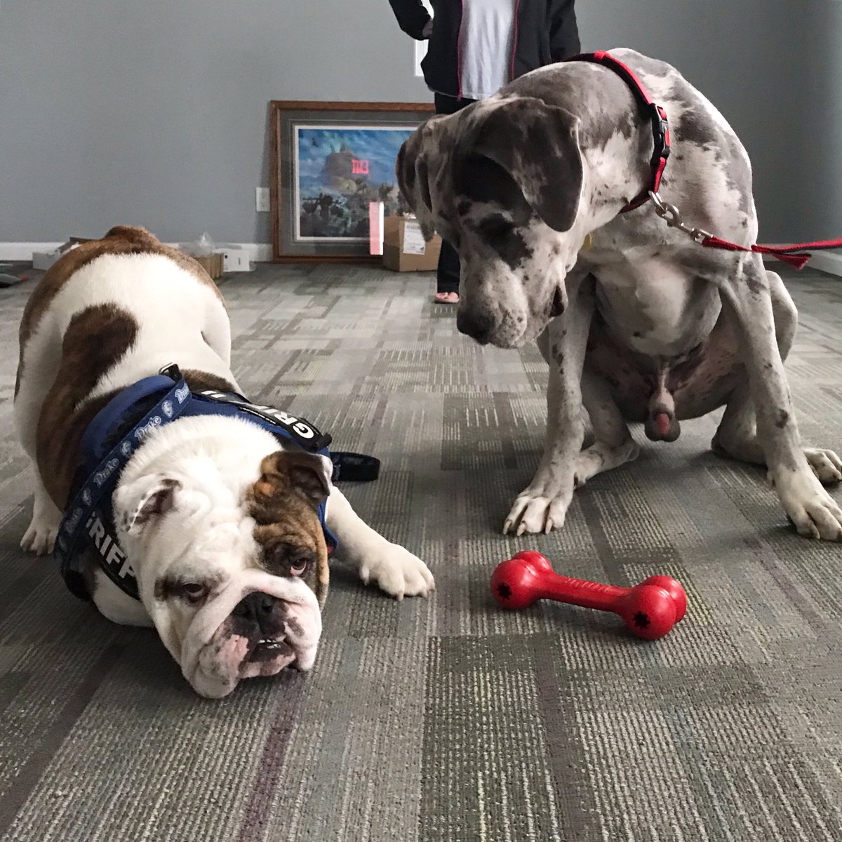 DrakeUGriff's tweet photo. I lifted 10,000 pounds of dog food off a truck today, Reg. I just need an minute. #GriffIIForRescue #DSMHometownDog #GriffGivesBack #GriffsKONGGiveaway @DrakeUniversity @umgdr https://t.co/F58cku7sR4
