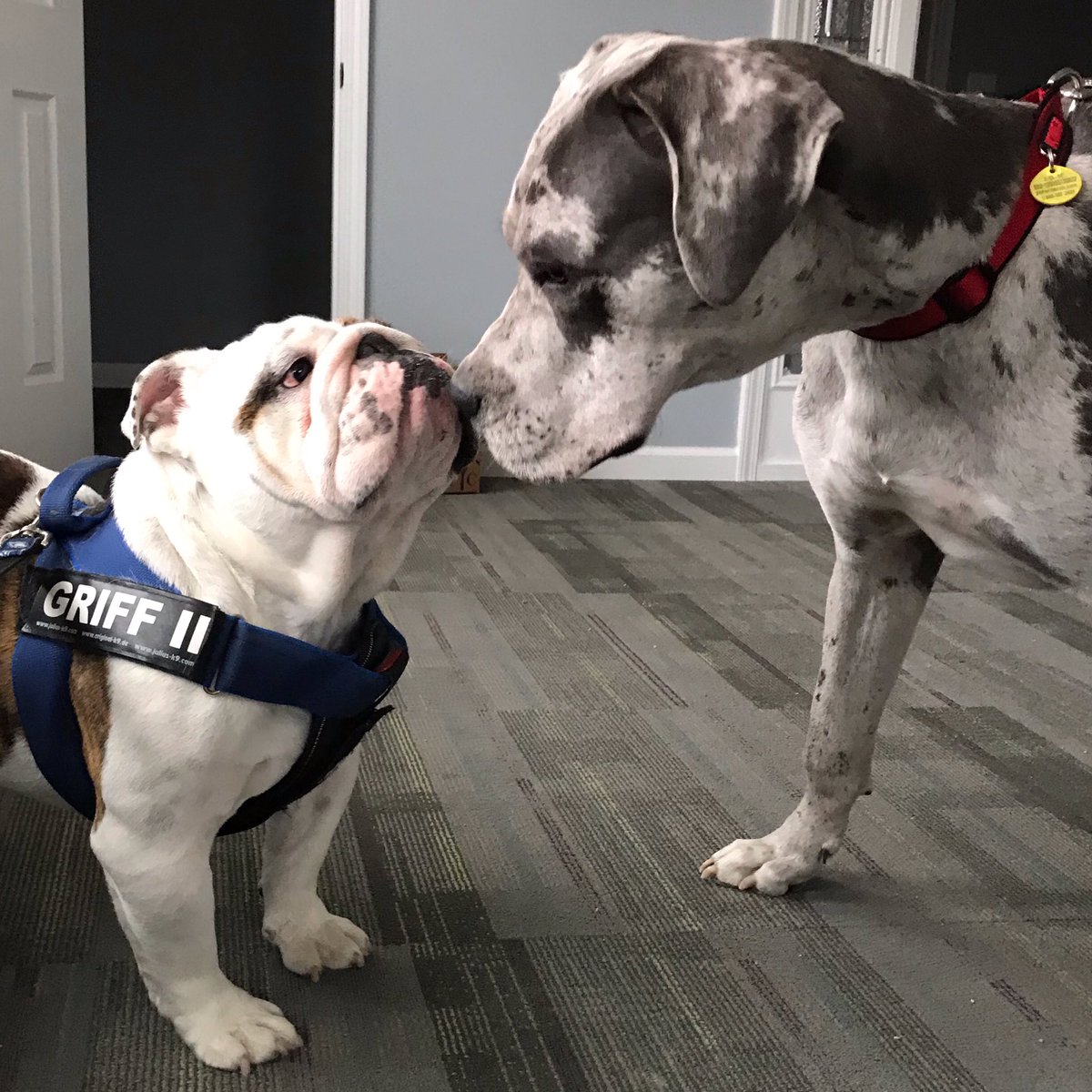 DrakeUGriff's tweet photo. Trying to be a big dog too... If only I had more of a neck to work with... 😬 #GriffIIForRescue #GriffsKONGGiveaway #DSMHometownDog @DrakeUniversity https://t.co/YdbS3wRLcz