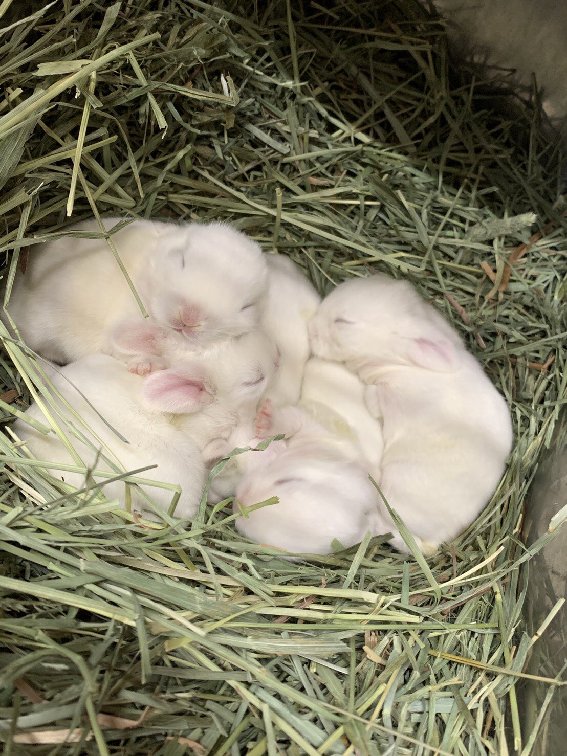 あんぷちあみ Un Petit Ami スクスク成長中 ウサギ うさぎ うさぎ うさぎ専門店 のいる生活 うさぎのいる暮らし うさぎ大好き うさぎブリーダー ホーランドロップ ホーランドロップイヤー ネザーランドドワーフ ネザーランドドワーフ 立ち