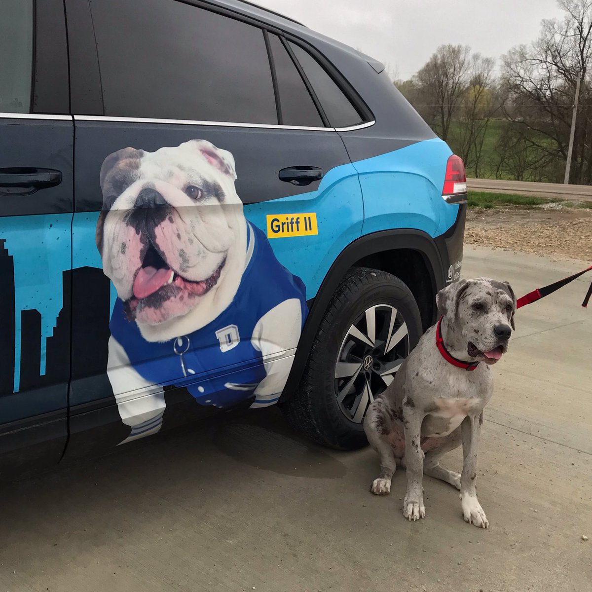 DrakeUGriff's tweet photo. You like my ride, Reg? Me too. #GriffIIForRescue #DSMHometownDog #GriffsKONGGiveaway #griffmobile @DrakeUniversity @umgdr @VWDesMoines https://t.co/8Verj0urkV