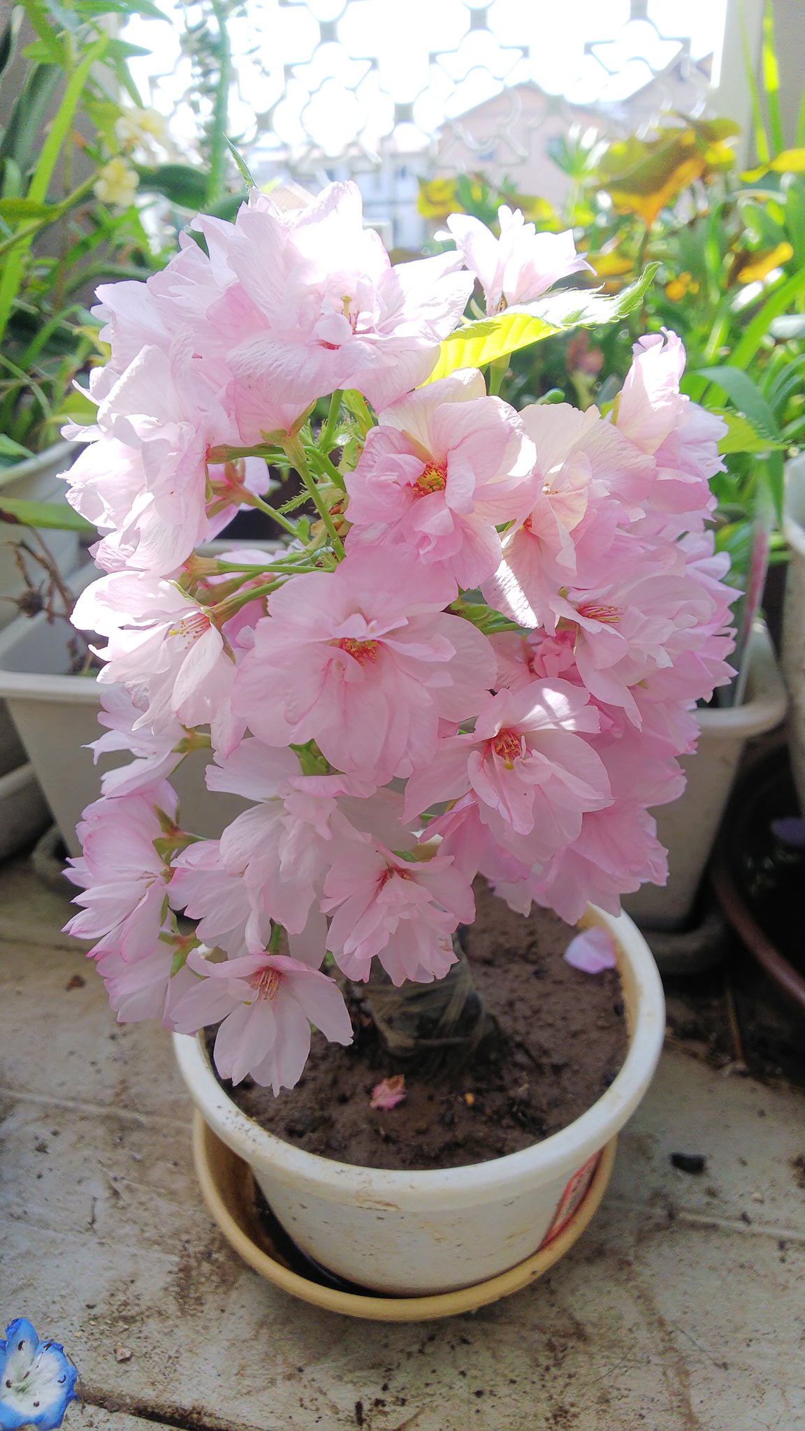 Fumi Umechocomint ゆるるさん おはようございます 草木にはごちそうですね 我が家の桜も葉っぱが出てきました T Co Ratjbb99kl Twitter