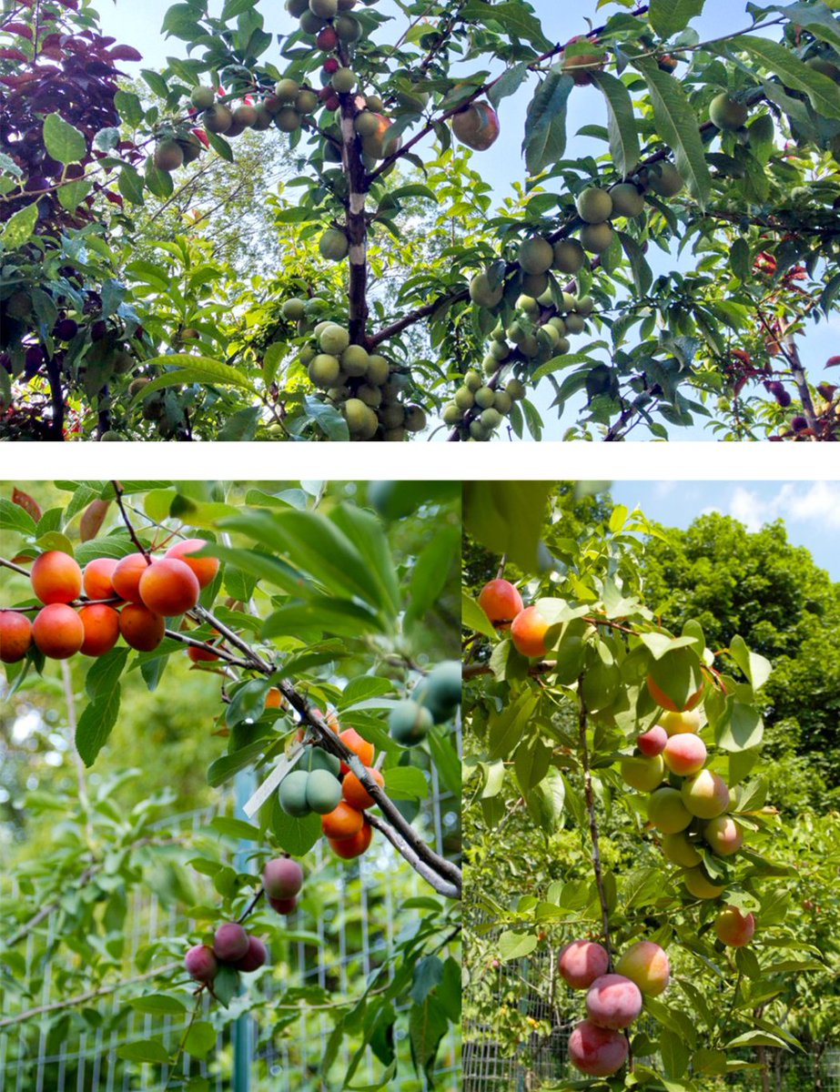 nadazdravic's tweet photo. Tree created by Artist 
#SamVanAken grows 40 different kinds of fruits #thecolossal https://t.co/ShVGRh6suw