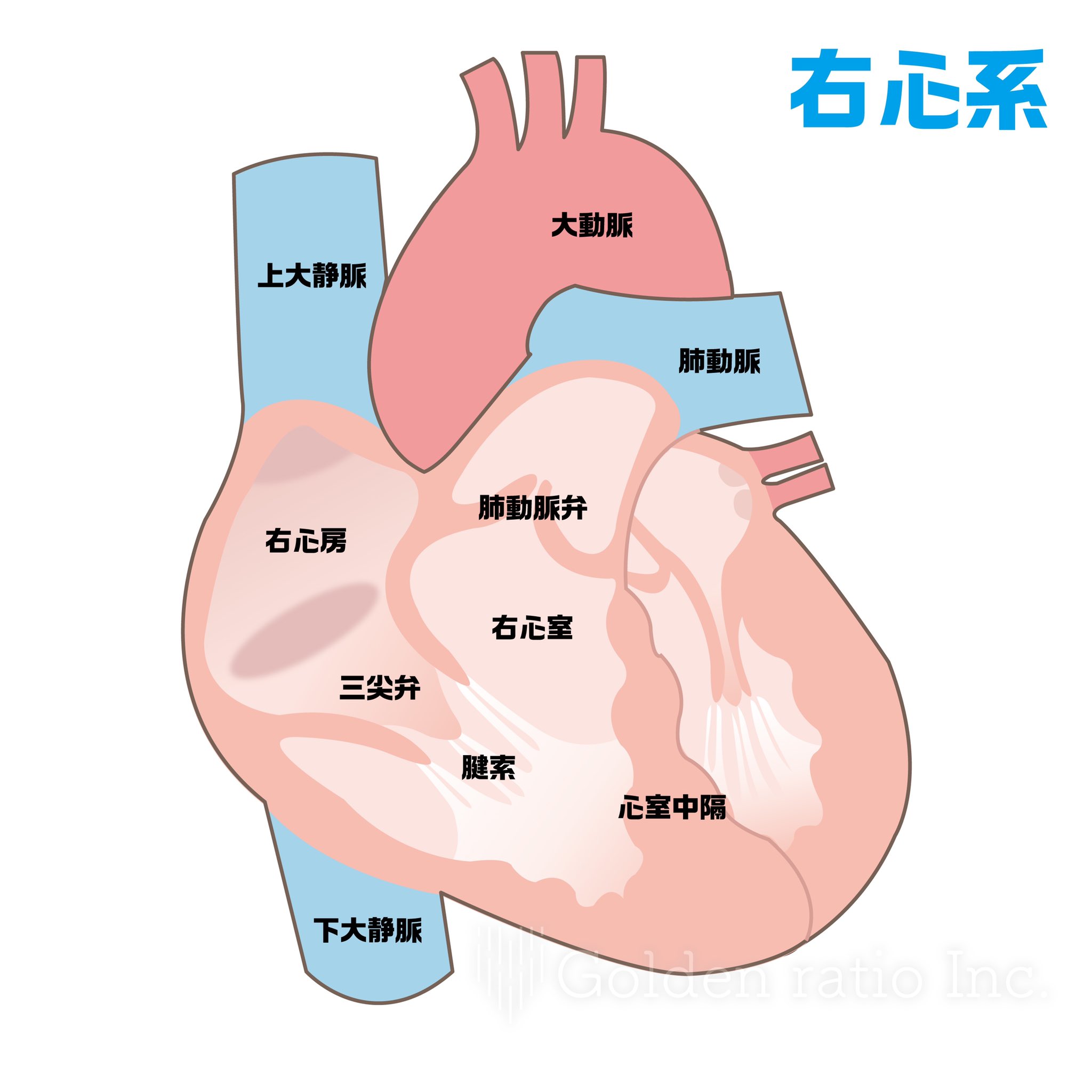 Namba 心臓の解剖図を制作しました メディカルイラスト 解剖図 医療 イラスト好きな人と繋がりたい イラスト 医療イラスト T Co Ia6rotpees Twitter