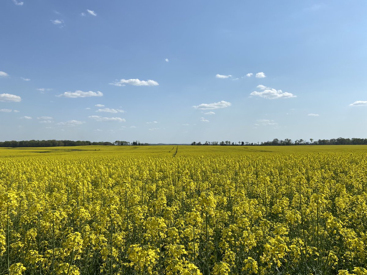 sthornton29's tweet photo. Turning heads on the highway #canola https://t.co/imEGRaS3NK