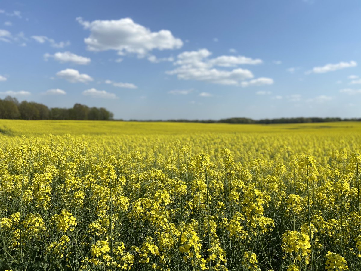 sthornton29's tweet photo. Turning heads on the highway #canola https://t.co/imEGRaS3NK