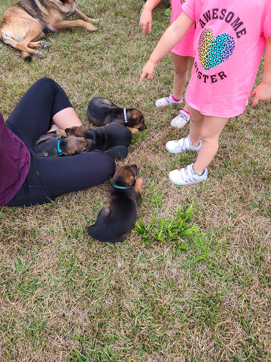 there was a brief intermission because there were puppy distractionsand then it continued