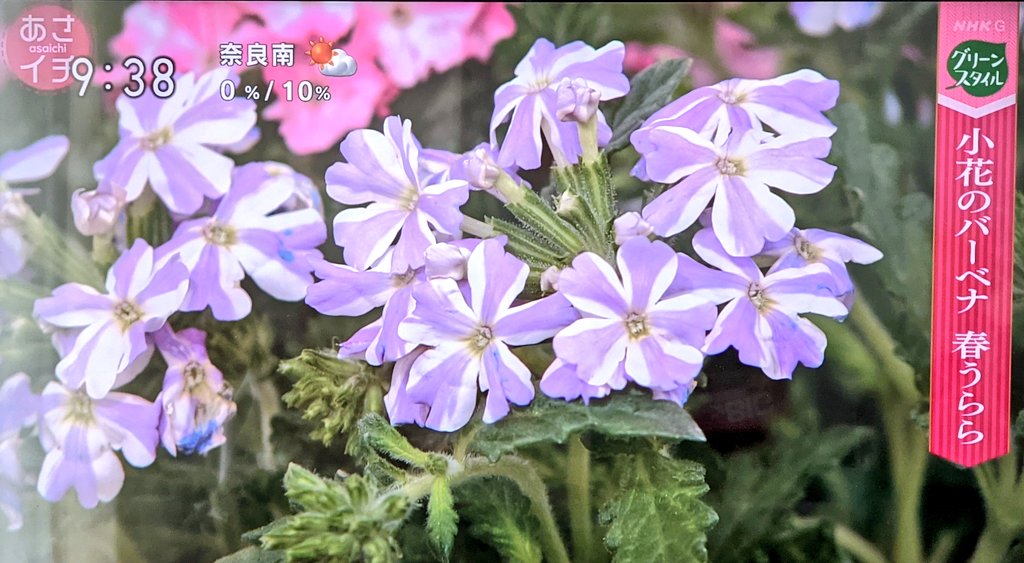 あさイチ X バーベナ Hotワード