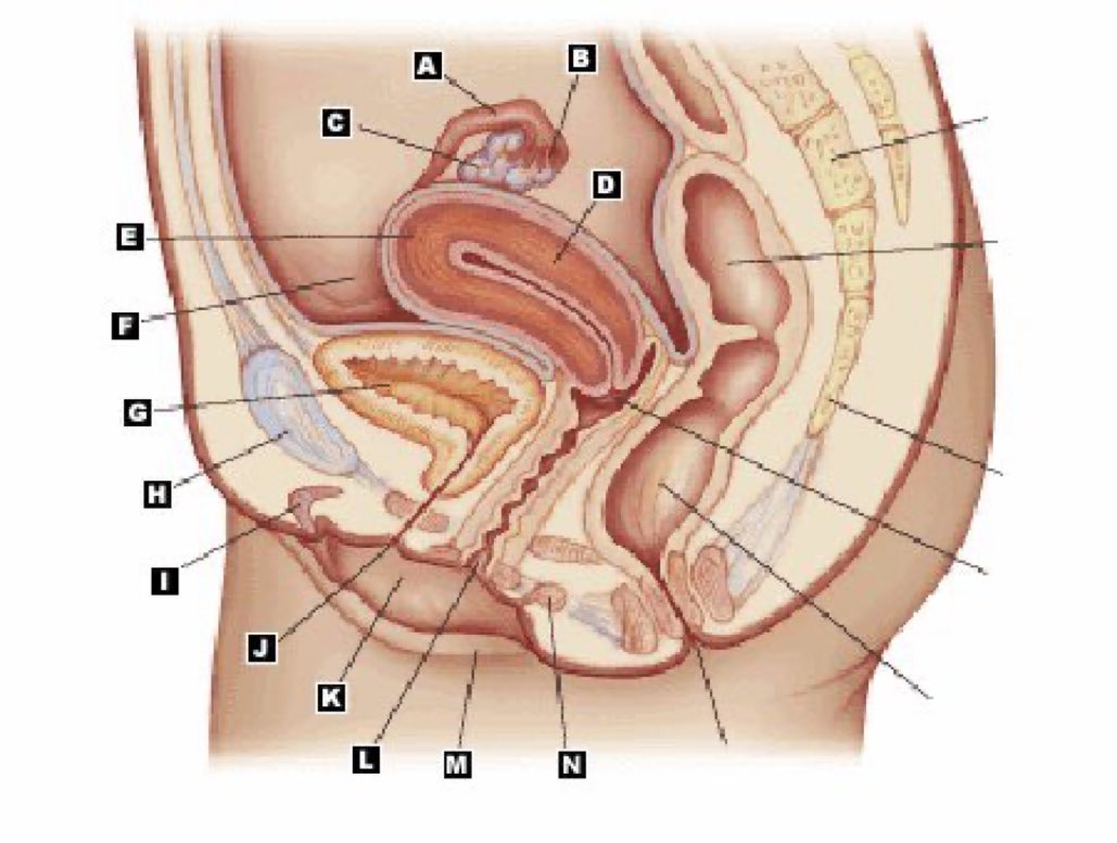 Bone00afide.bsky.social 🇮🇱 tweet media