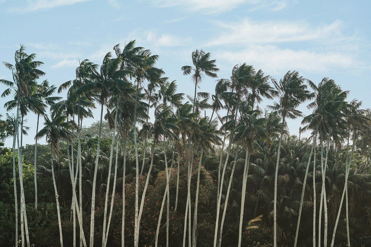 Likely no other plant conjures the feeling of being on holiday like the palm tree &amp; Lord Howe boasts 4 unique species. Found everywhere from the lowlands to the top of Mt Gower, even on the Island’s flag, they are the natural symbol of Lord Howe. 📷 <a href="/ramboestrada2/">Rambo Estrada</a> #CapellaLodge