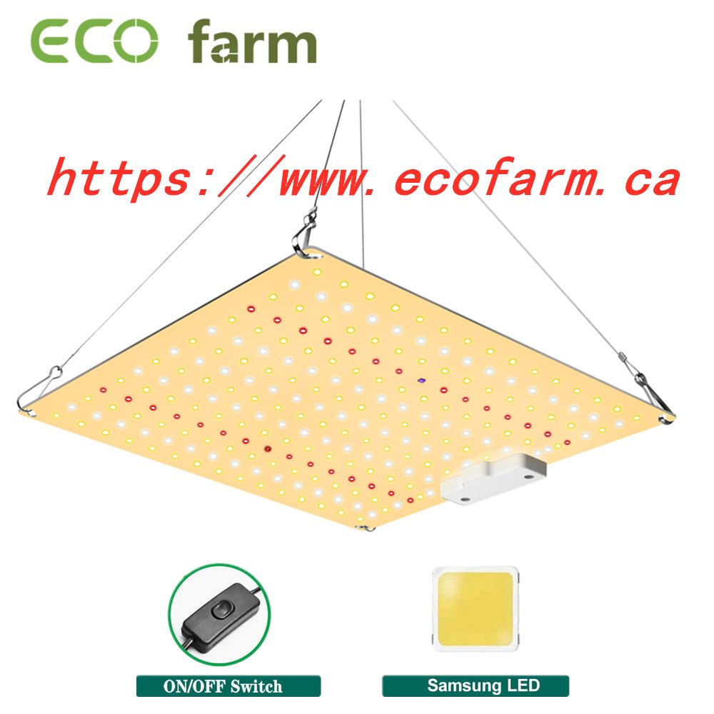1677715527_2's tweet photo. ECO Farm ECOQ 65W Mini Quantum Board For Seeding Stage With Samsung Chips
#quantumboard #ledlight #growlight #indoorplanting #420light #420ca #hydroponics #verticalgarden #growyourown https://t.co/CiDdukLiXy