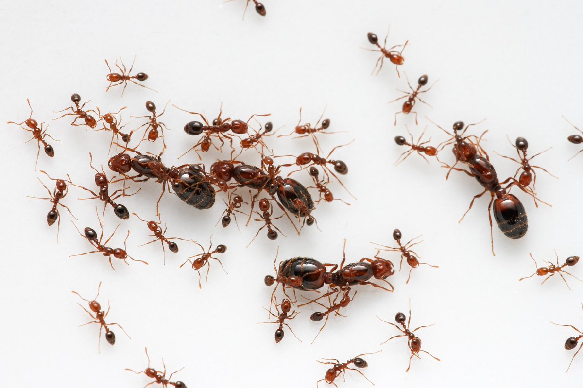 Fire ant monogyne queen vs. polygyne queens, not every monogyne queen is  this fat but polygyne queens in nature almost never become so physogastric., image size:1200x799