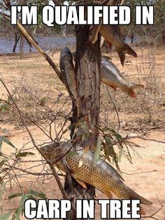 Tradie Joke Friday! 

#chippies #chippiejokes #tradiejokefriday #dadjokefriday #bbg #fridaygags