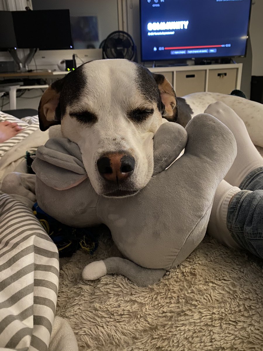 bazarskys's tweet photo. @dog_feelings Wren is loving Sebastian! https://t.co/K98V2cGxMD