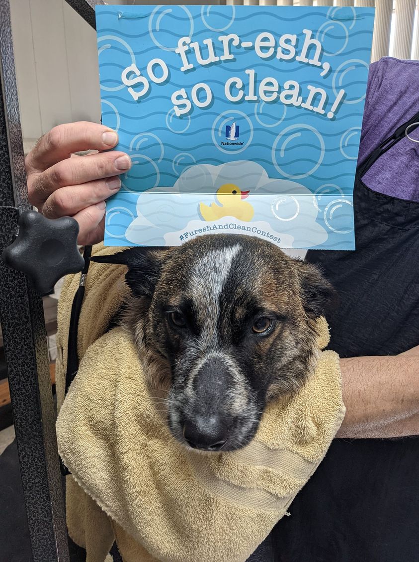 ZephAndMav's tweet photo. Maverick isn't a fan of bath day either. 😂 #fureshandcleancontest #sofreshsocleancontest #freshandcleancontest #dogs #dogsoftwitter https://t.co/rCfqgFKXPv