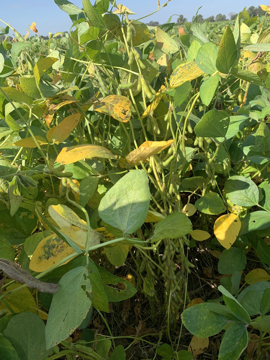 Nico Dons tweet media