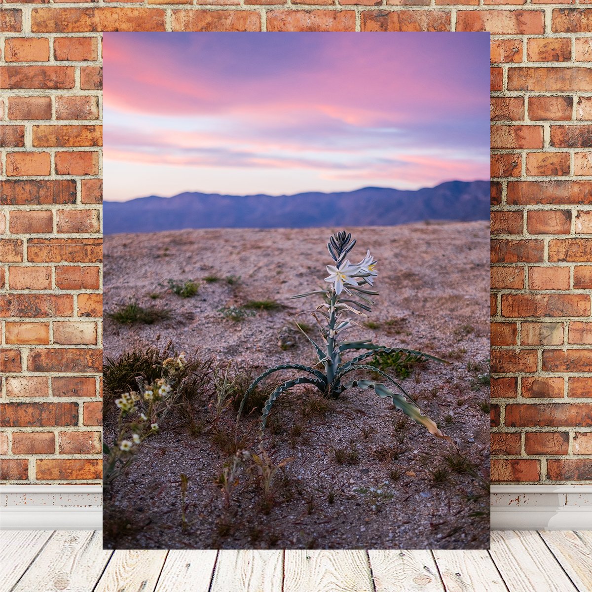 Desert Wild Flowers #IrishCrow #SupportArtists #LandscapeArt #Desert #DesertWildFlowers #CanvasArt #WallArt @irishandcameron_photosbythesea