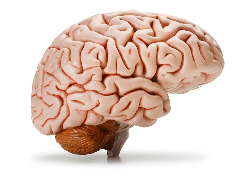 Como homo sapiens desarrolló un cerebro más grandes que otros simios. socneurociencia.cl/2021/04/09/com…