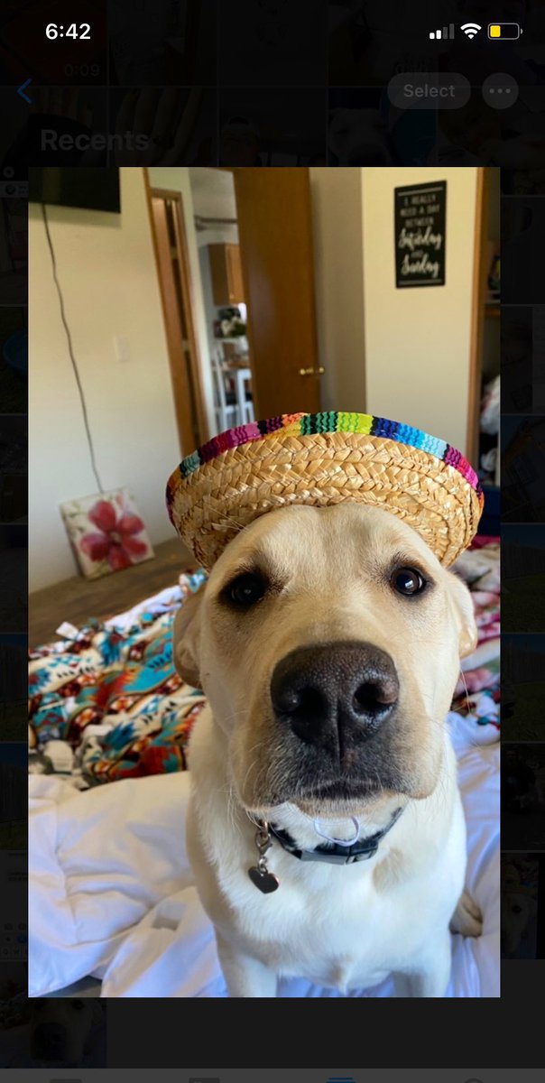 lysahagar's tweet photo. Ollie is not amused https://t.co/RvsjHoLcZo