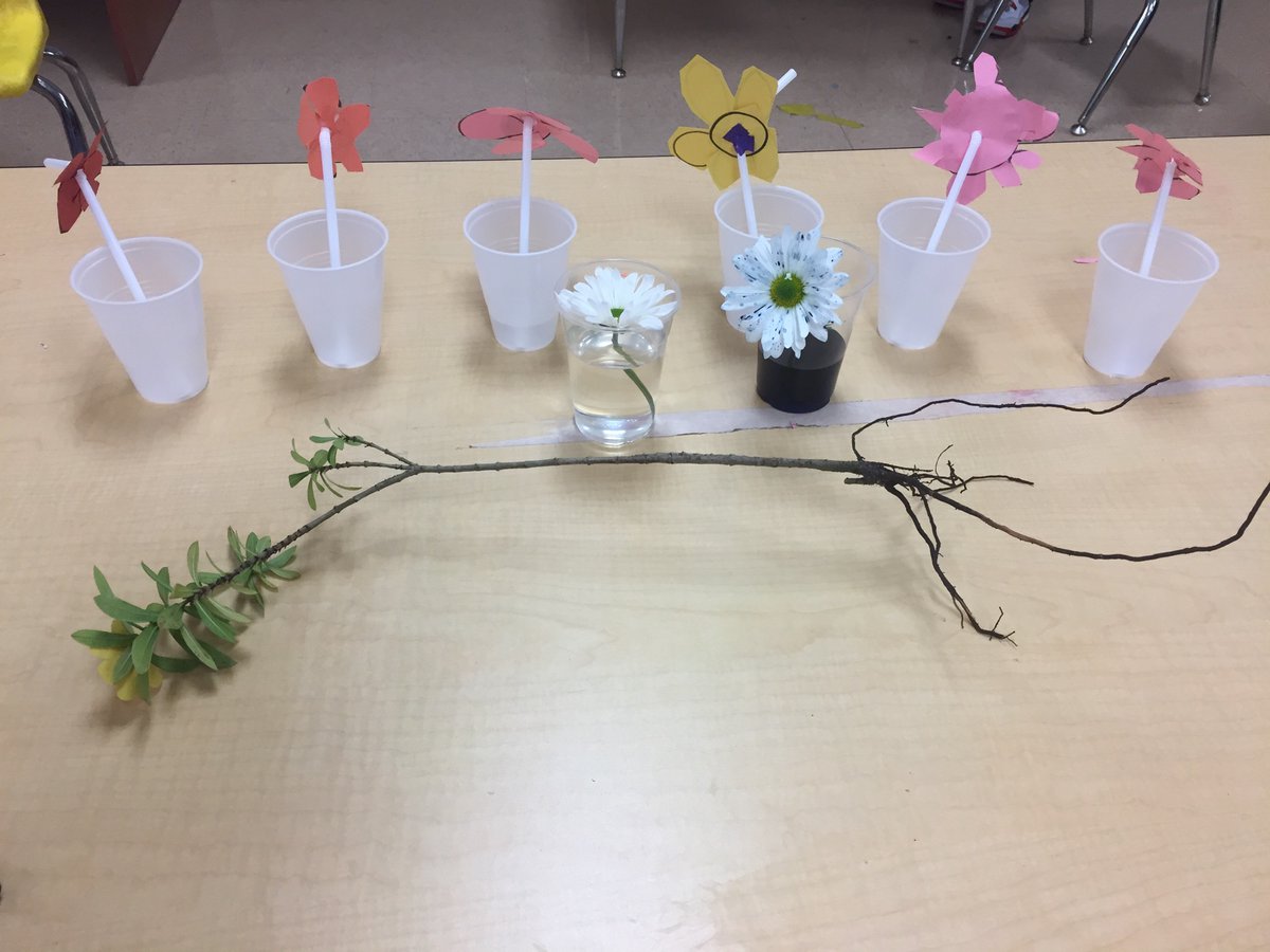 Angie Anshel tweet media