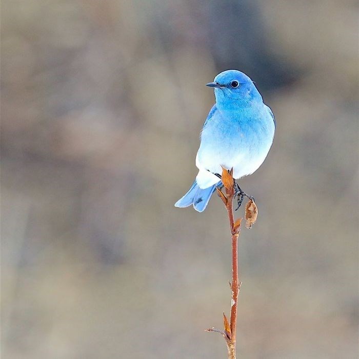 in lieu of filing taxes I am requesting that a witch turn me into a mountain bluebird